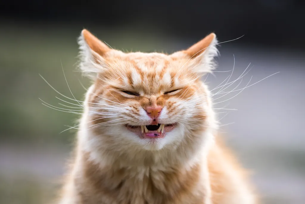 A cara feia que os gatos fazem ao sentir um cheiro ruim serve para afastar o nariz do objeto malcheiroso (Imagem: Twenty20photos/Envato Elements)