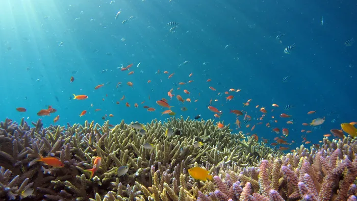 Placas tectônicas podem explicar expansão da biodiversidade marinha - 1