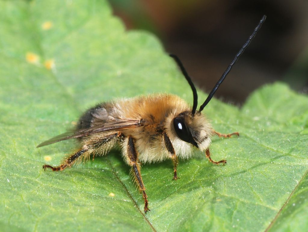 Um exemplar de Eucera longicornis, abelha da mesma família das encontradas preservadas em Portugal — é fácil notar porque são chamadas de abelhas-de-chifre-longo (Imagem: Alvesgaspar/CC-BY-S.A-3.0)