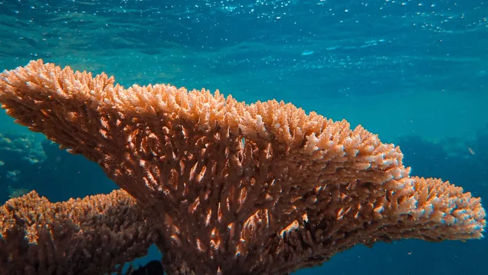 Calor extremo na Flórida ameaça vida de corais no oceano - 1