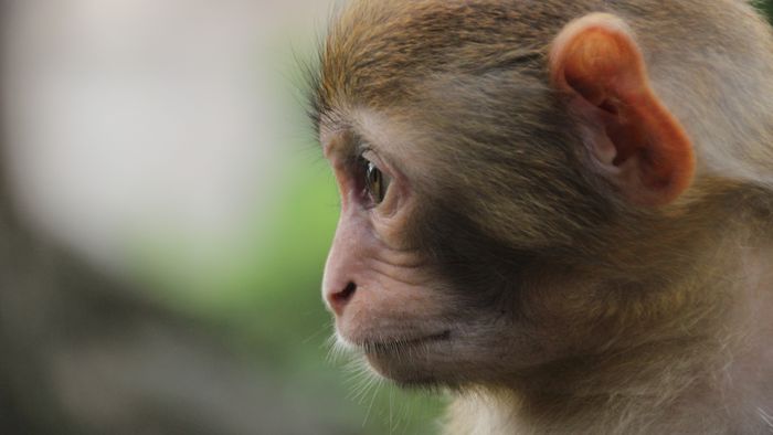 Cientistas usam células-tronco para criar o primeiro macaco quimérico do mundo - 1