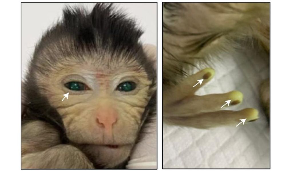 Cientistas usam células-tronco para criar o primeiro macaco quimérico do mundo - 2