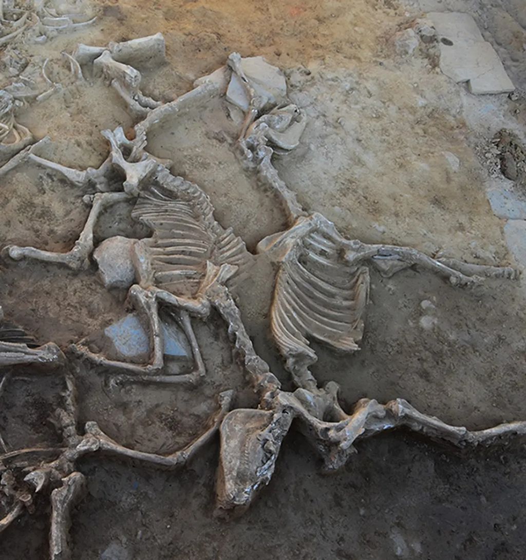 Os esqueletos dos cavalos sacrificados ritualisticamente, em particular, foram enterrados em pares, provavelmente tendo servido como animais de carga dados os seus dentes gastos (Imagem: Projeto Nacional Construyendo Tarteso)