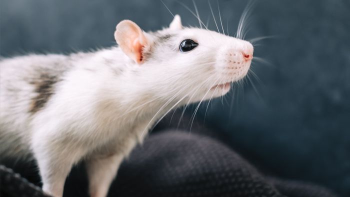 Ratos recebem células de cervo e desenvolvem chifres - 1