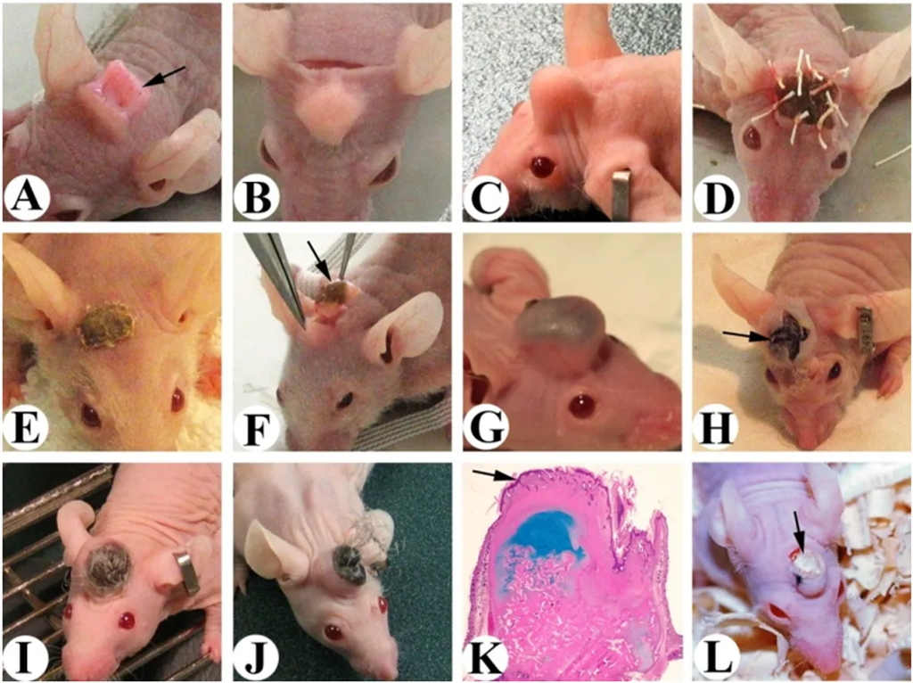 Ratos recebem células de cervo e desenvolvem chifres - 2