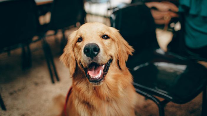 Remédio para prolongar vida de cães pode ser aprovado em breve - 1