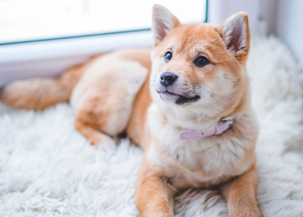 Remédio para prolongar vida de cães pode ser aprovado em breve - 2