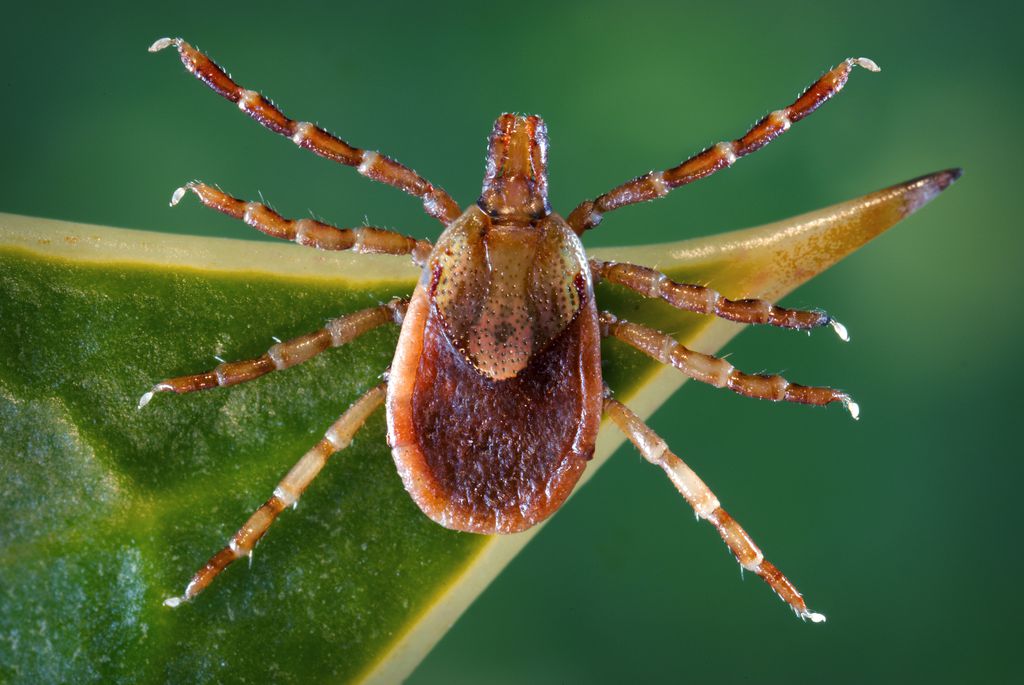 Sete doenças que podem se proliferar no Brasil devido ao aquecimento global - 3