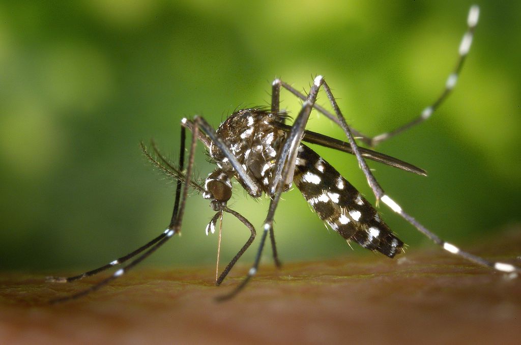 Surto de dengue no Brasil deve piorar em 2024 - 2