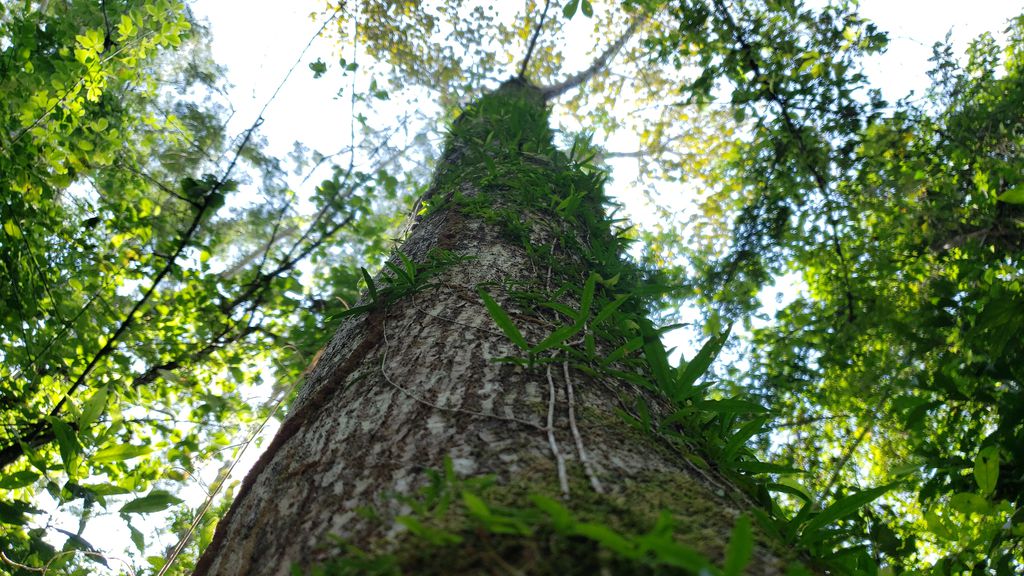 7 conquistas em prol do meio ambiente e do clima em 2023 - 2