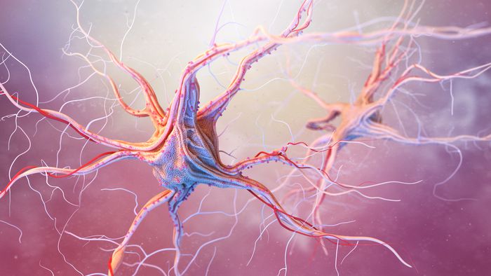 Hormônio do crescimento regula a ansiedade em neurônios - 1