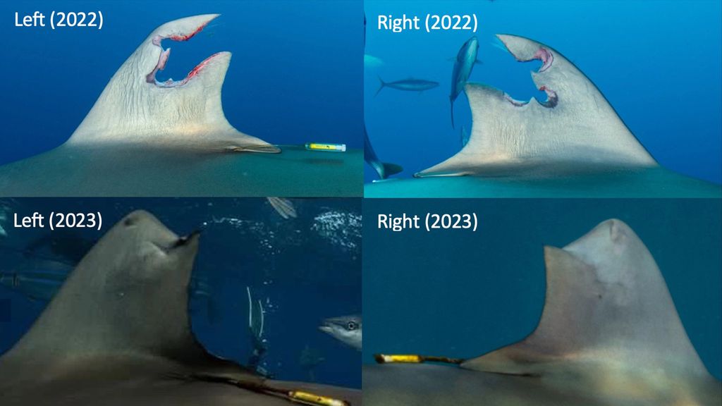 Fotos mostram o antes e o depois da nadadeira dorsal do tubarão-seda (Imagem: Josh Schellenberg, John Moore/Journal of Marine Sciences)