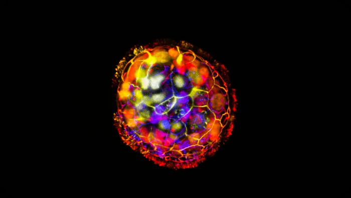 Robô biológico estimula o crescimento de novos neurônios - 1