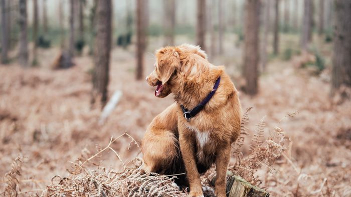 Bobi: cachorro mais velho do mundo pode ser uma farsa - 1