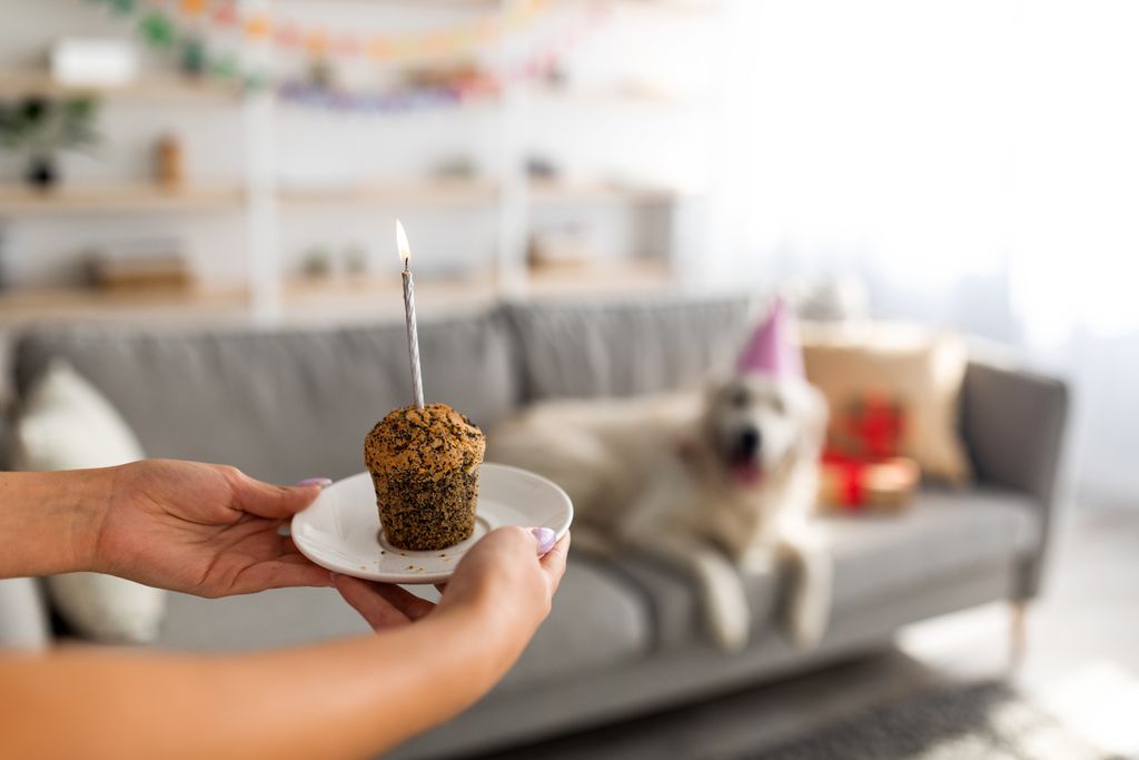 Bobi: cachorro mais velho do mundo pode ser uma farsa - 2