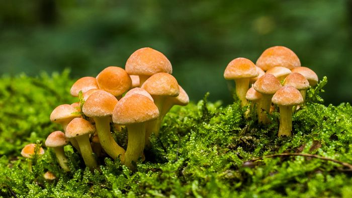 Ecoacústica: como sons ajudam fungos a crescer e restaurar ecossistemas - 1