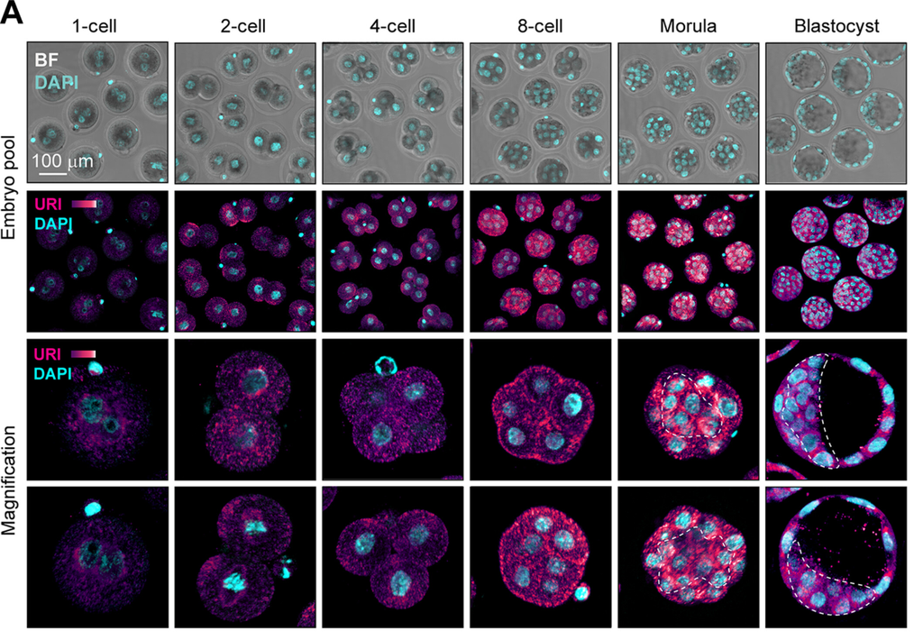 Nos modelos de camundongos, foi verificado o papel dos vírus no desenvolvimento genético dos embriões (Imagem: De La Rosa et al./Science Advances)
