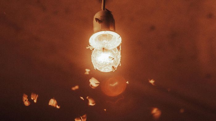Insetos não são obcecados por luz e ficam apenas desnorteados - 1