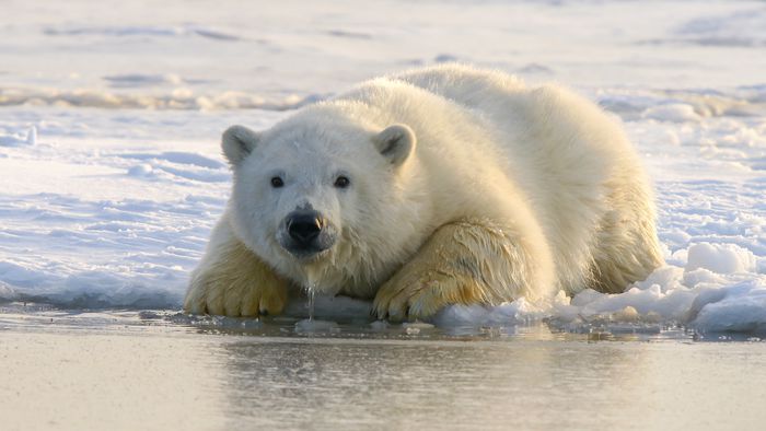 Pela primeira vez, urso-polar morre por causa da gripe aviária - 1