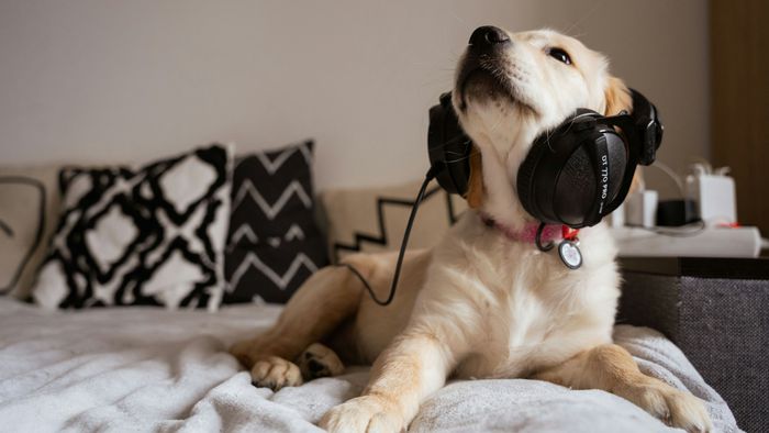 Sons dos eletrônicos podem danificar audição dos pets - 1