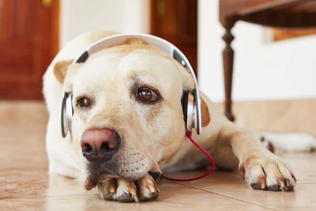 Sons dos eletrônicos podem danificar audição dos pets - 2