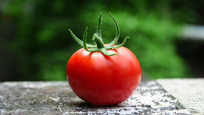 Tomate elimina bactéria Salmonella em teste de laboratório - 1