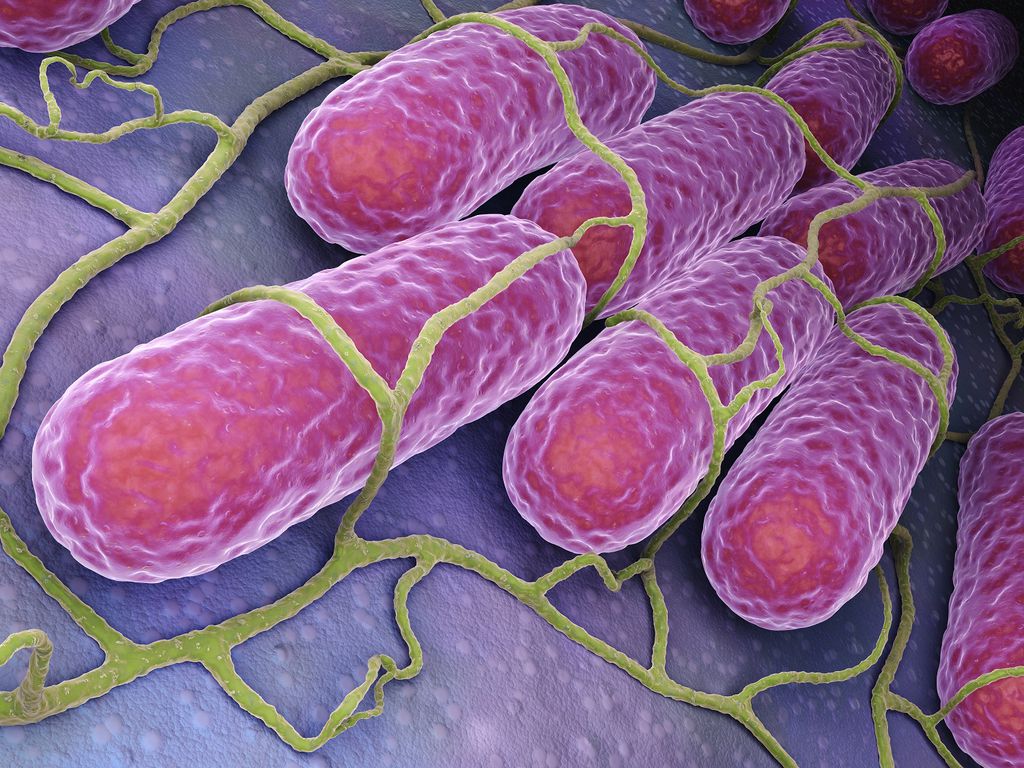 Tomate elimina bactéria Salmonella em teste de laboratório - 2