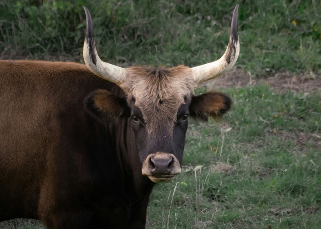 Cientistas criam arroz híbrido de carne bovina para astronautas - 2