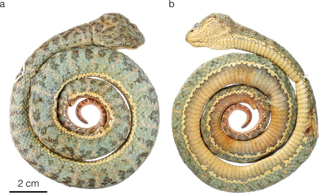 Espécies inéditas de víboras são descobertas na América do Sul - 2