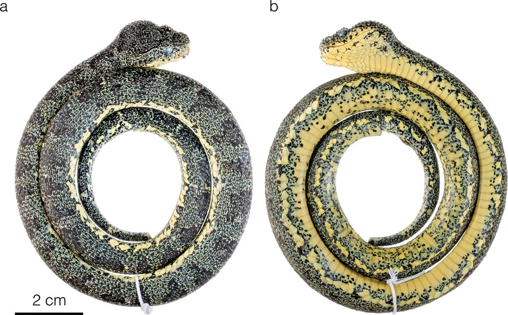 Espécies inéditas de víboras são descobertas na América do Sul - 3