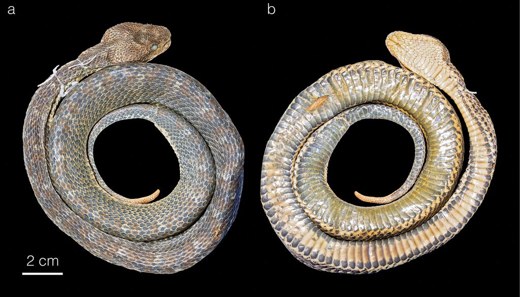 Espécies inéditas de víboras são descobertas na América do Sul - 6