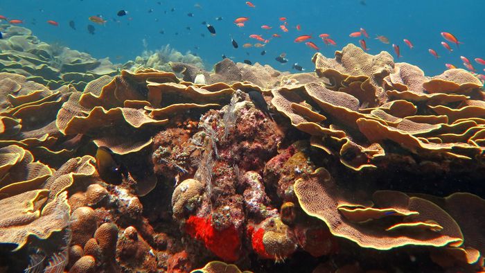 Há mais recifes de coral no mundo do que se pensava - 1