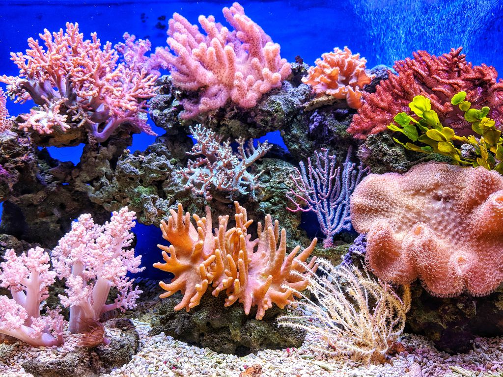 Os corais abrigam uma enorme quantidade de biodiversidade, mas estão sob ameaça frente às mudanças climáticas (Imagem: Qui Nguyen/Unsplash)