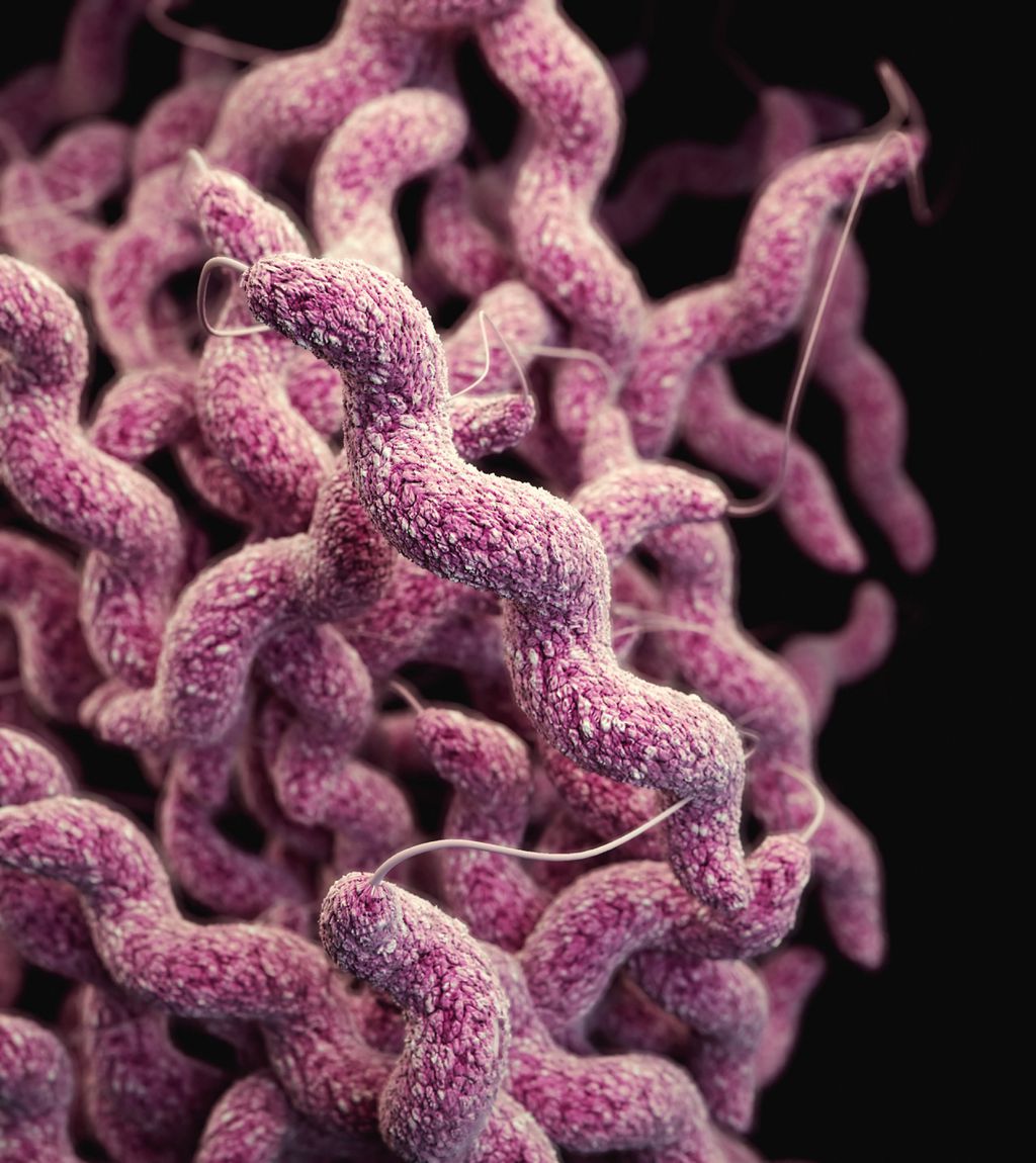 As bactérias vistas nos corpos em locais, climas e tempos diferentes se mantiveram as mesmas, indicando a hora da morte com alguma precisão (Imagem: CDC/Unsplash)