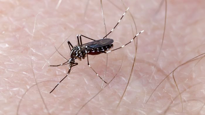O que é dengue hemorrágica? Sintomas e tratamento - 1