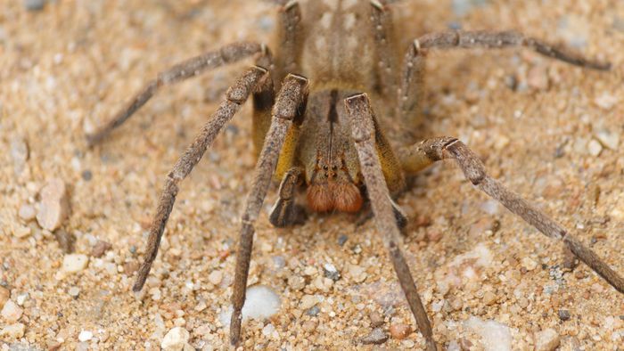 O que fazer após ser picado por uma aranha peçonhenta? - 1