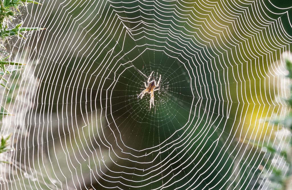 O que fazer após ser picado por uma aranha peçonhenta? - 2