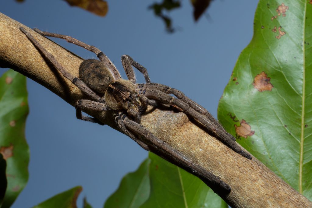 O que fazer após ser picado por uma aranha peçonhenta? - 4