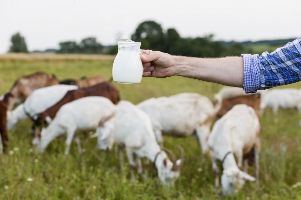 Qual é o leite mais saudável para consumo humano? - 2