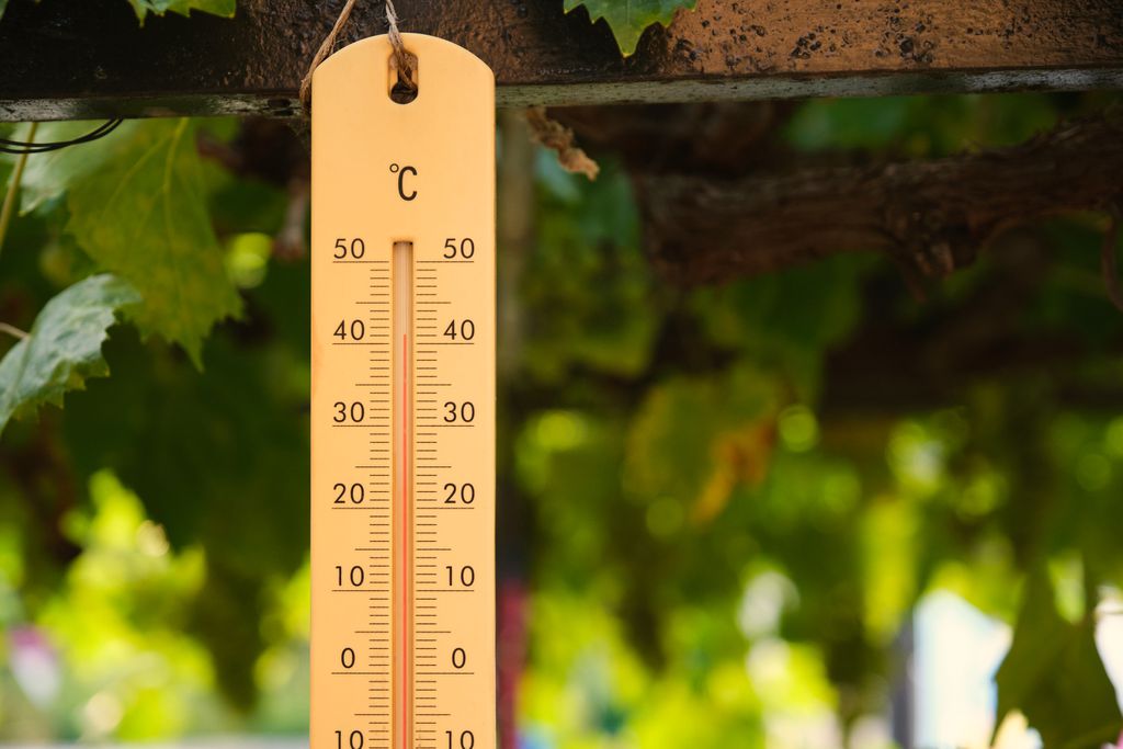 Os processos biológicos necessários à vida funcionam melhor a 20 ºC — acima disso, todos os seres passam a sofrer mais com o calor (Imagem: Ladanifer/Envato)