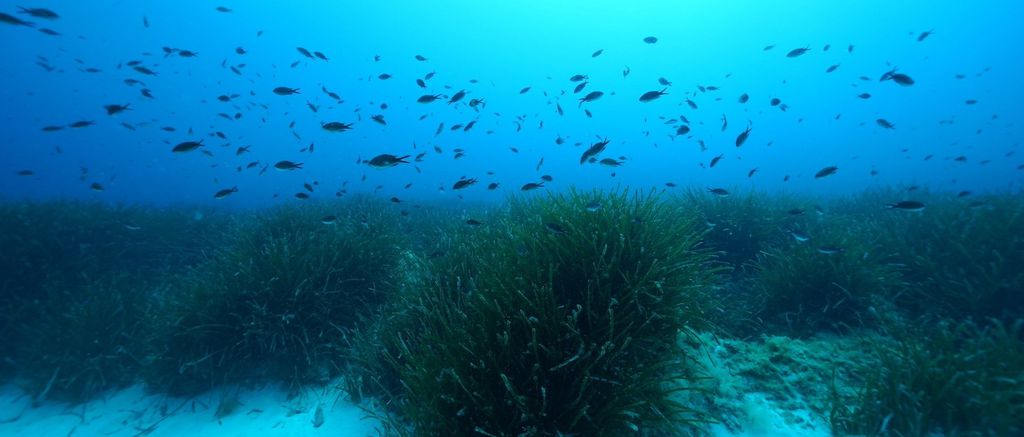 Peixes, algas e esponjas-do-mar podem passar a viver em regiões mais frias com o aumento global das temperaturas, mas espécies terrestres sofrem mais (Imagem: HYDRA Marine Sciences GmbH)