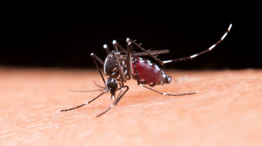 Testes da dengue | Como funcionam e quando fazer - 2