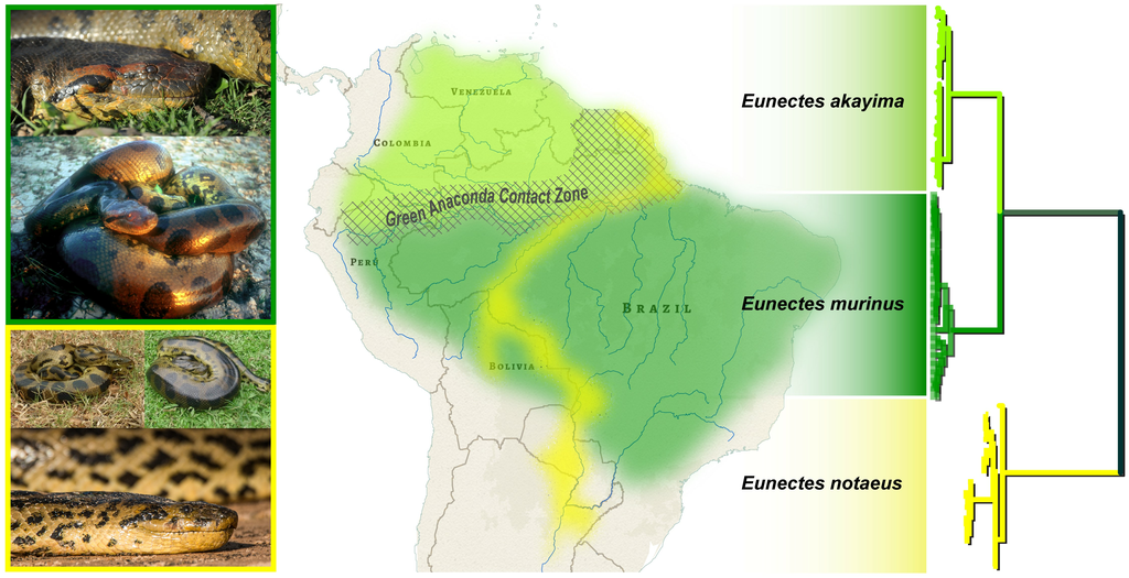Will Smith ajuda a revelar novas espécies de sucuri na Amazônia - 2