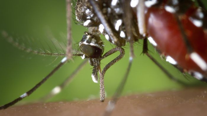 7 doenças transmitidas por mosquitos como o da dengue - 1
