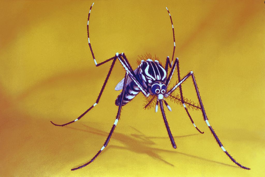 7 doenças transmitidas por mosquitos como o da dengue - 2