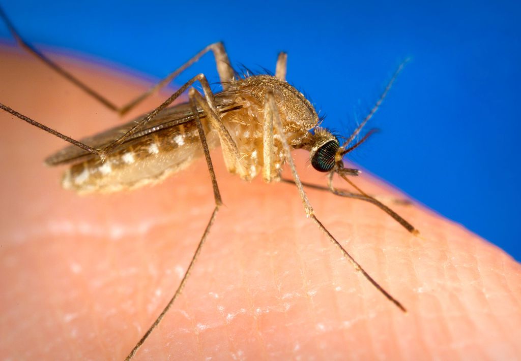 7 doenças transmitidas por mosquitos como o da dengue - 3