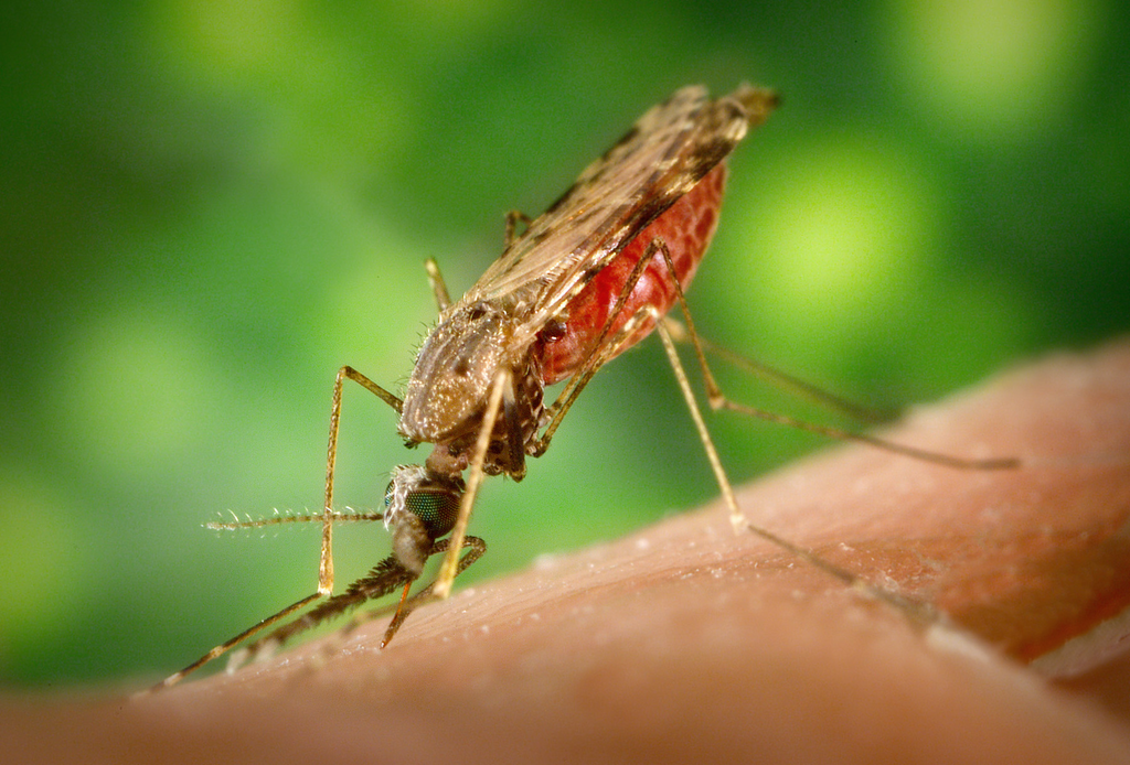 7 doenças transmitidas por mosquitos como o da dengue - 4