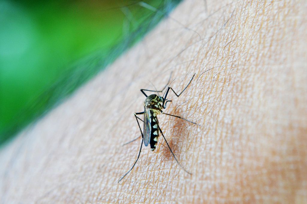 7 táticas nacionais inovadoras no combate à dengue - 3