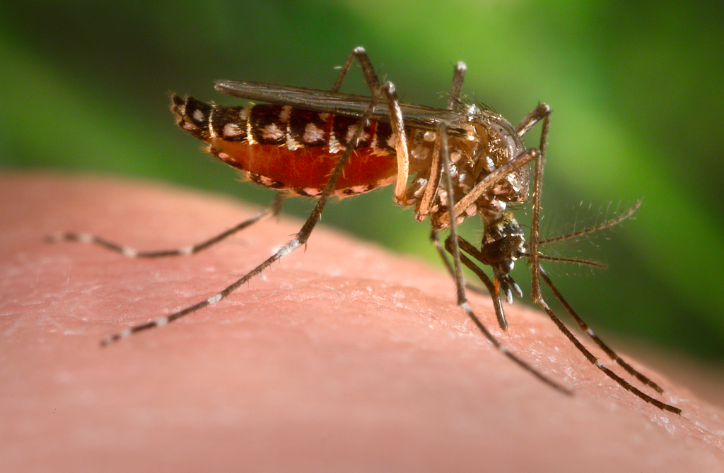 Como a dengue pode provocar queda de cabelo - 2