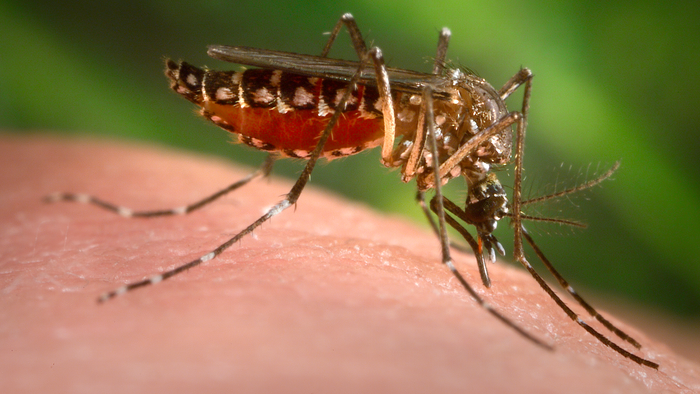 Dengue | Alta de casos é associada a calor intenso e desmatamento - 1